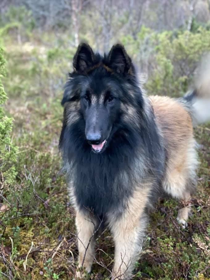 Orlandino (Black male)
