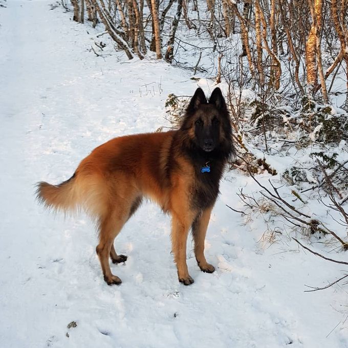 Owen (Grey male)