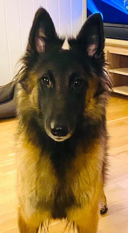 Odessa (Purple female)